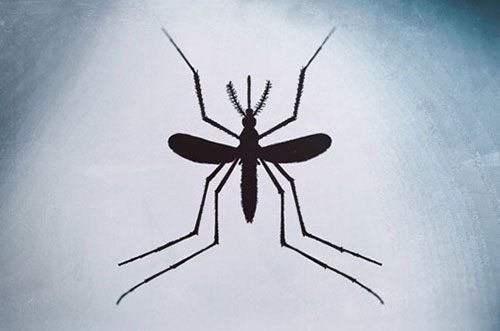 Last Bite Mosquito on ABC News New York | Farmington Consulting Group