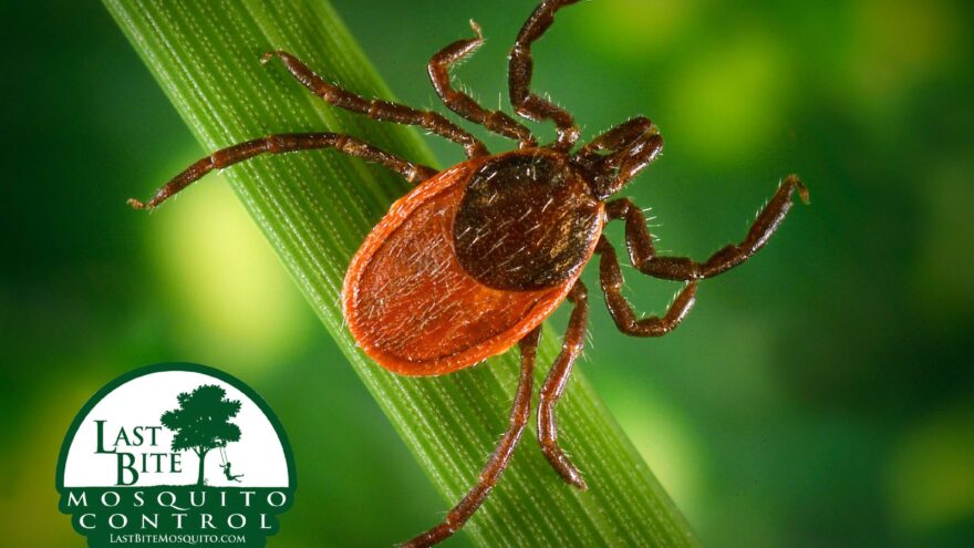 THE ONLY GOOD TICK IS A DEAD TICK! | Farmington Consulting Group