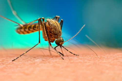 Zika,- What can I do to prevent it? | Farmington Consulting Group