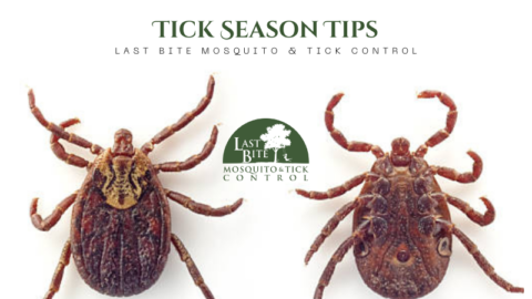 Dangers of Ticks in New Jersey | Farmington Consulting Group