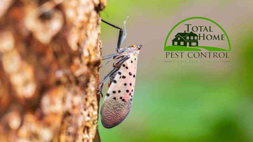 The Spotted Lanternfly | Farmington Consulting Group
